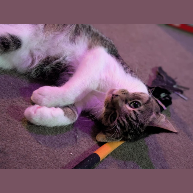 Photo of Atlas **2nd Chance Cat Rescue**