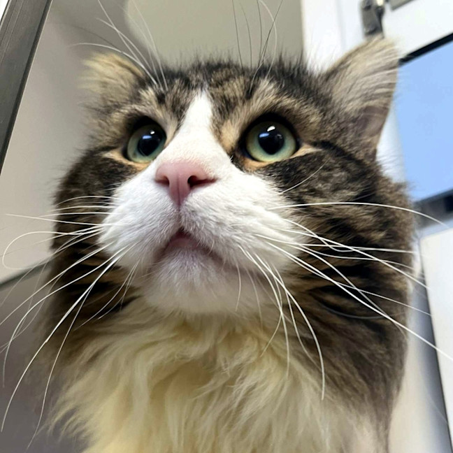 Photo of Frankie Sta014203