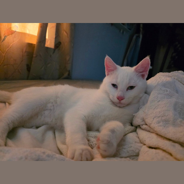 Photo of Pippi