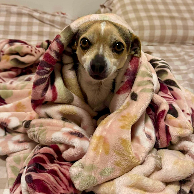 Photo of Little Lucky