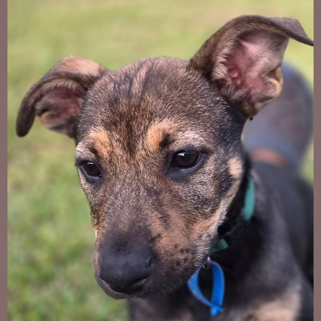 Photo of Scar 