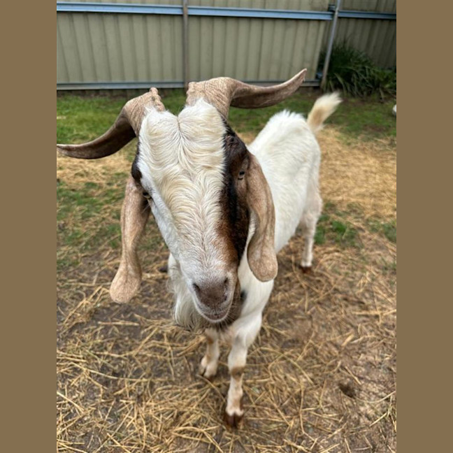 Photo of Rambo