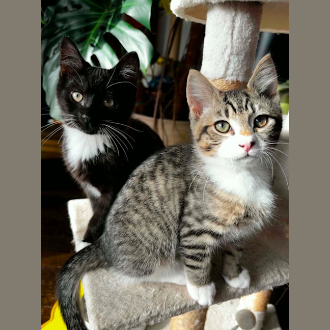 Photo of Boo & Pip