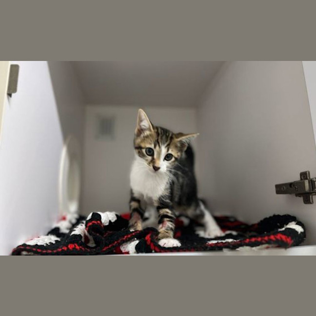 Photo of Storm