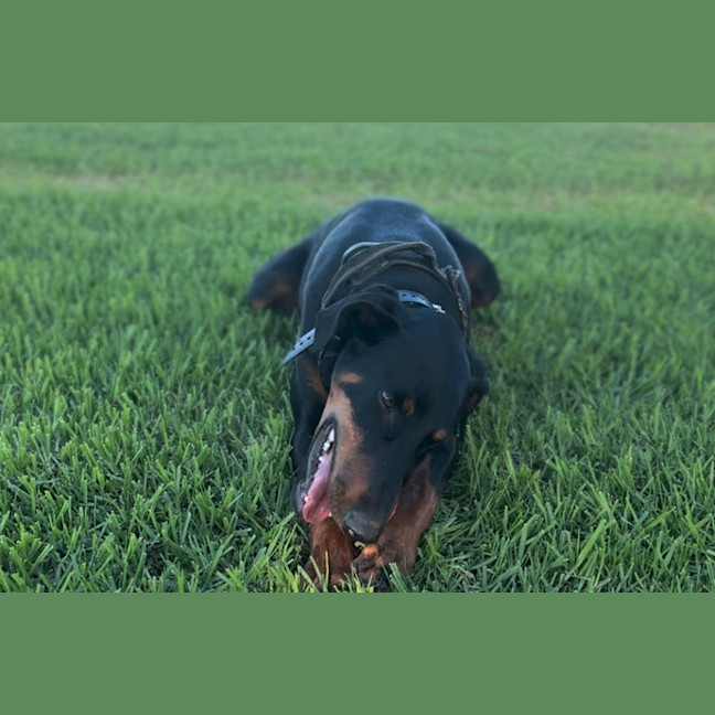 Photo of Ms Z Von Dobermann