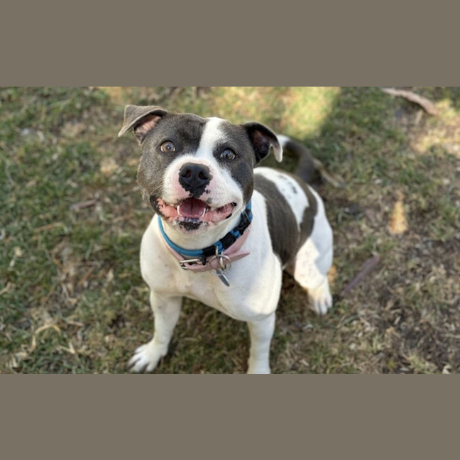 Photo of Layla