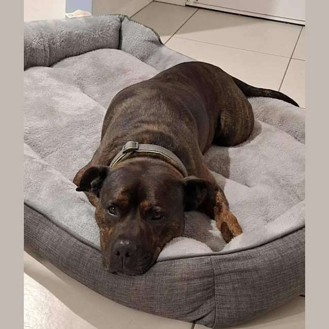Photo of Roger *$250 Adoption Fee*