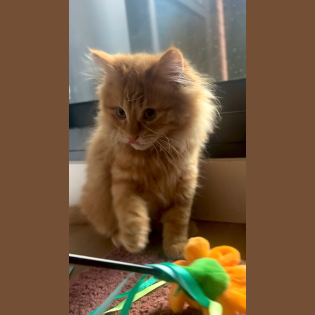 Photo of Sam   Located In Kensington