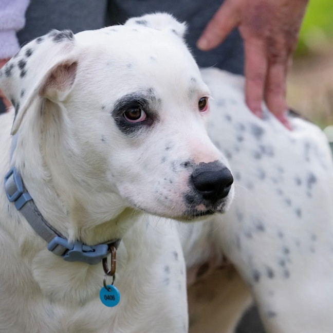 Photo of Domino