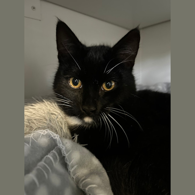 Photo of Hamlet