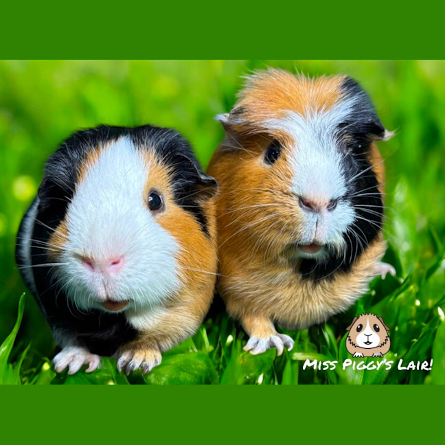 Photo of Christopher & Cookie