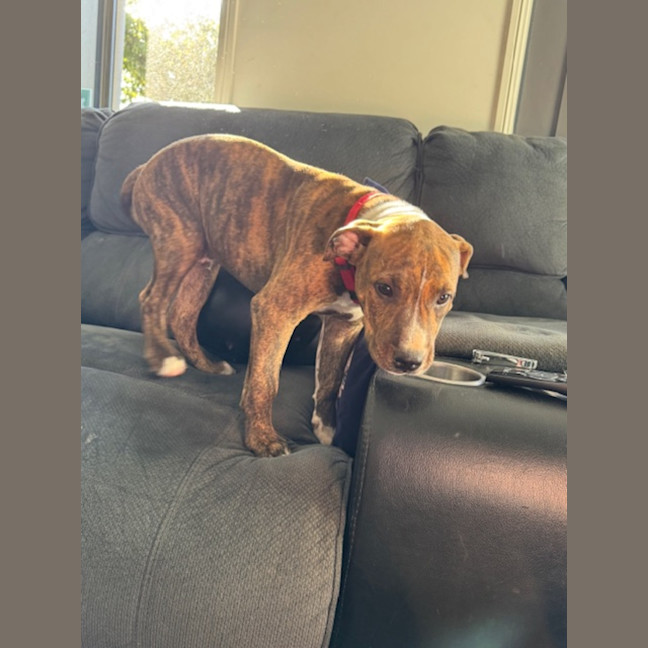 Photo of Cookie   6 Month Old Staffy X Ridgeback