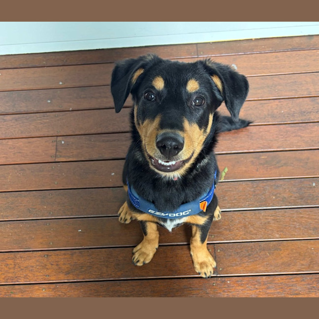 Photo of Charlie
