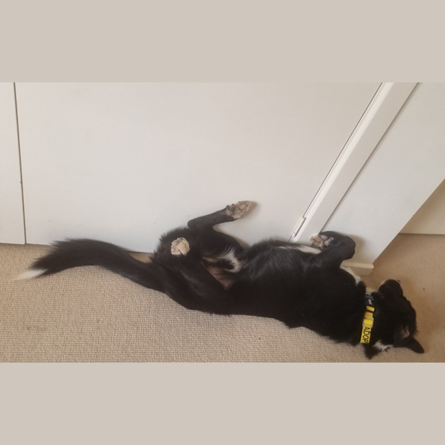 Photo of Ollie