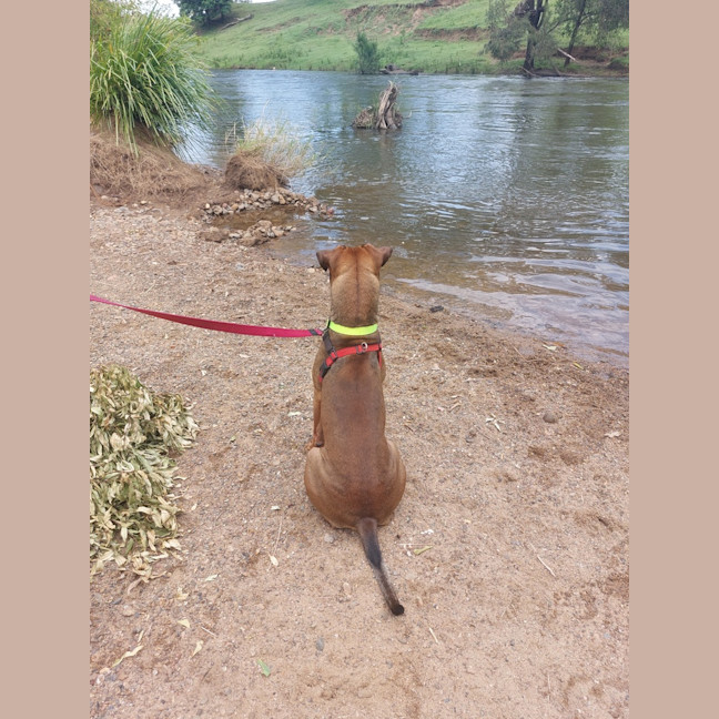 Photo of Rosco