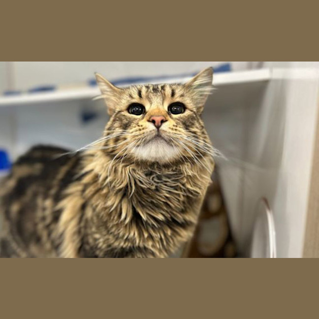Photo of Merlin