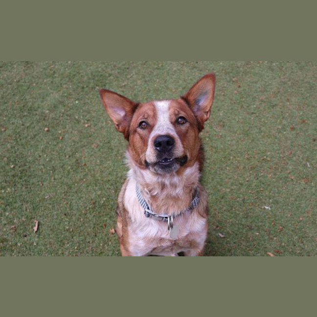 Photo of Sadie