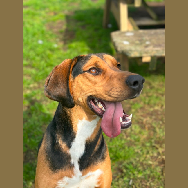 Photo of Boxer