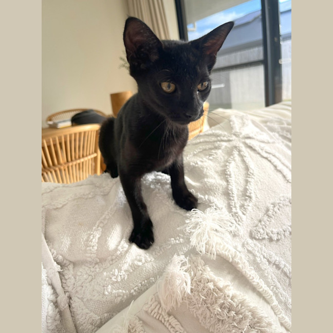 Photo of Midnight 