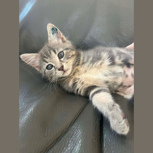 Photo of Pip