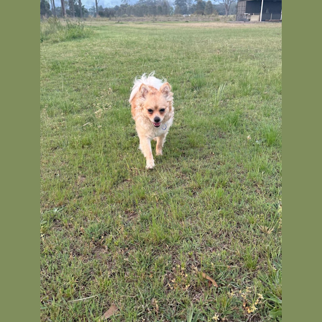 Photo of Barry   16 Month Old Pomeranian X