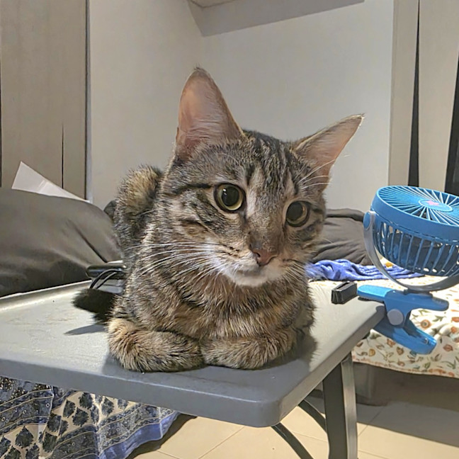 Photo of Chilli