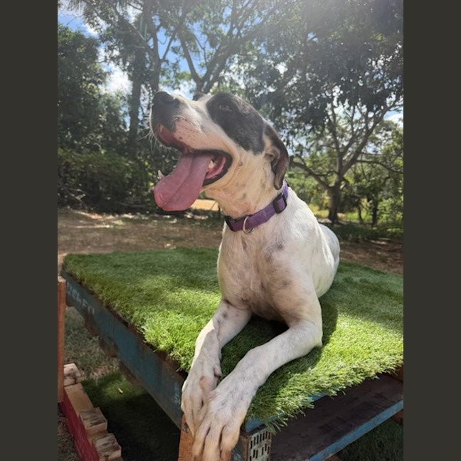 Photo of Rosie