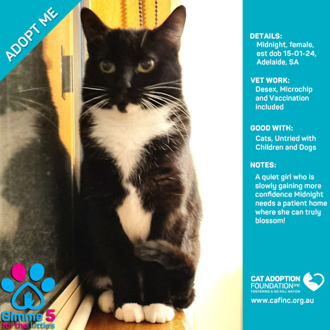 Photo of Midnight Just $50 Limited Time!