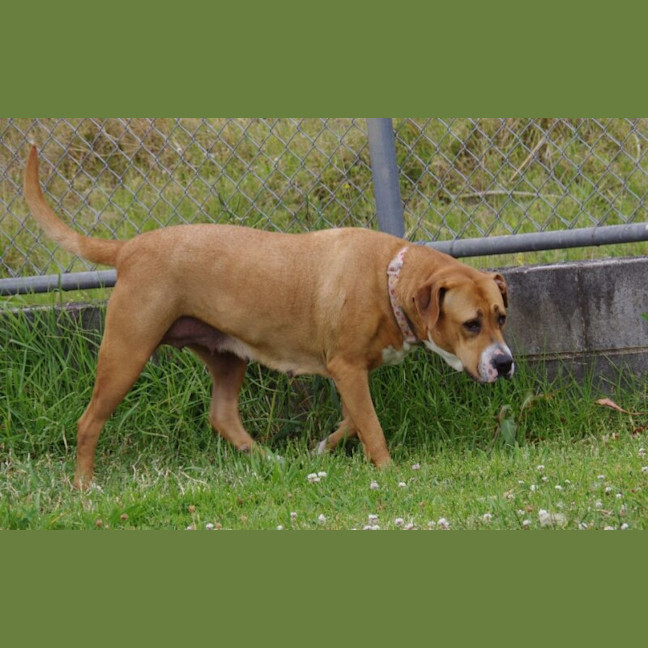 Photo of Honey