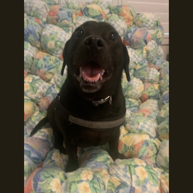 Photo of Bailey
