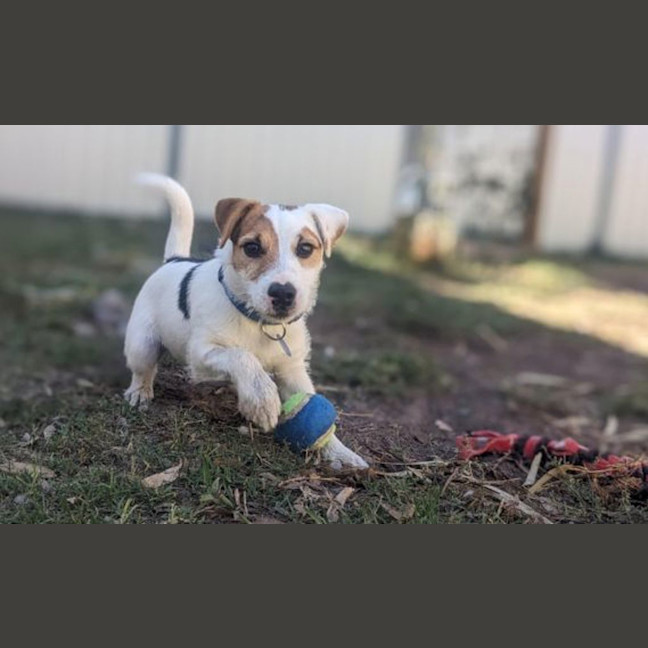Photo of Scooter