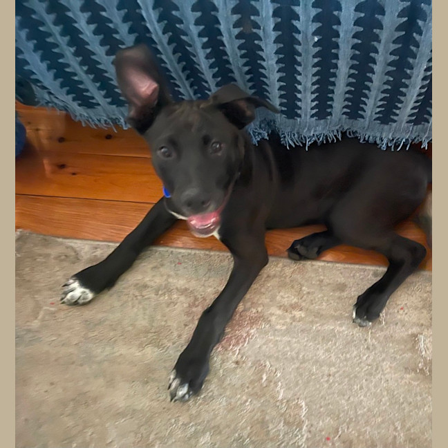 Photo of Socks   3 Month Old Bull Arab X Kelpie