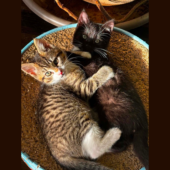 Photo of Boo & Pip