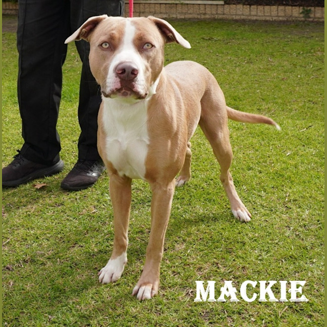 Photo of Mackie