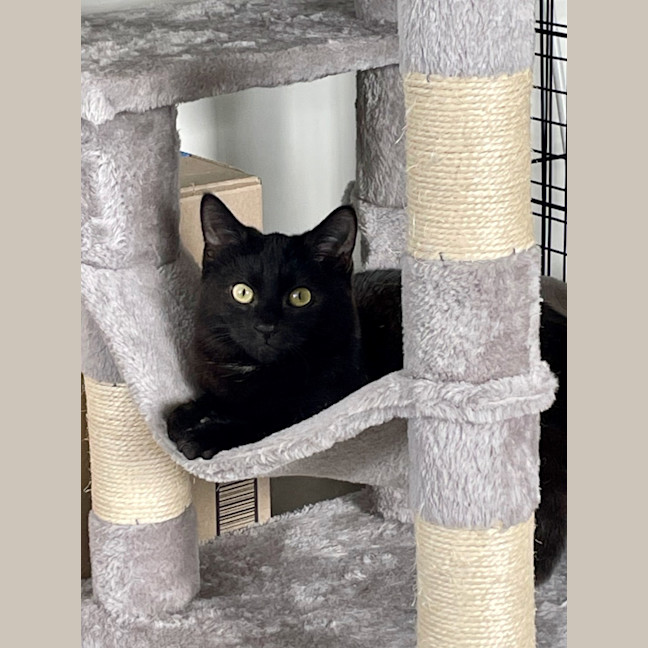 Photo of Merlin
