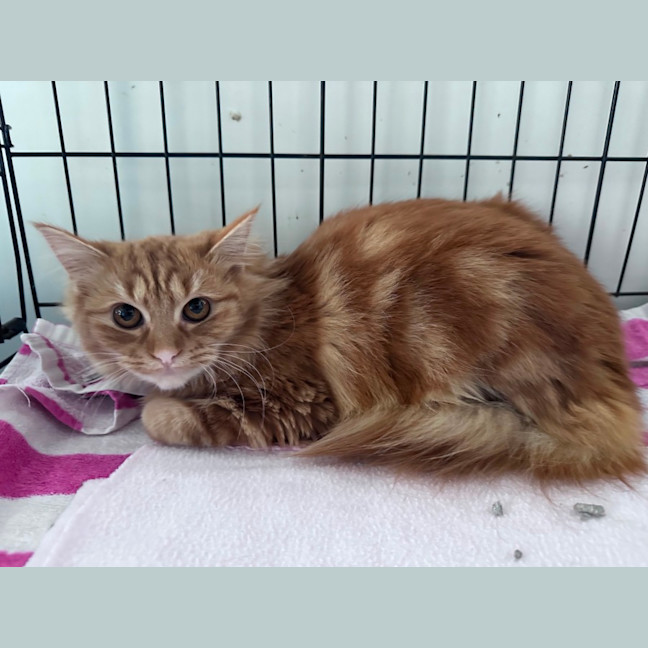 Photo of Marigold