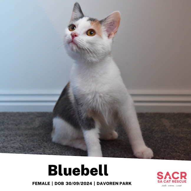 Photo of Bluebell