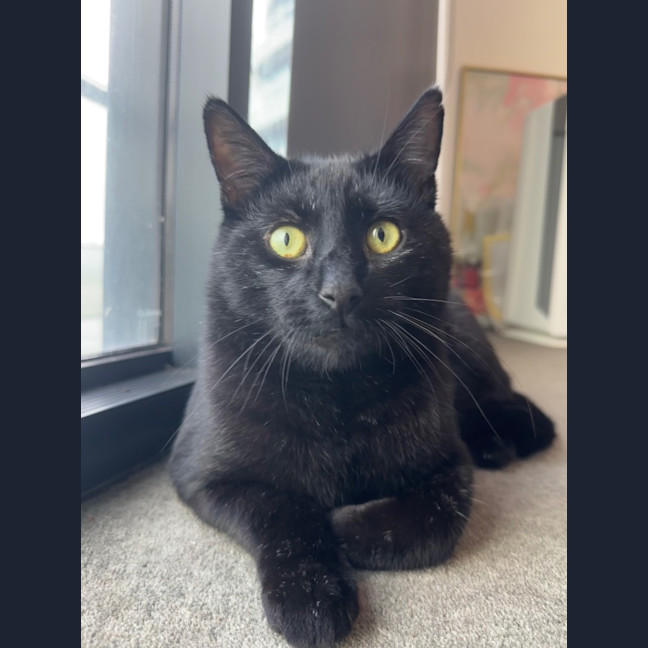 Photo of Sir Boopsalot