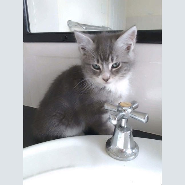 Photo of Tinker