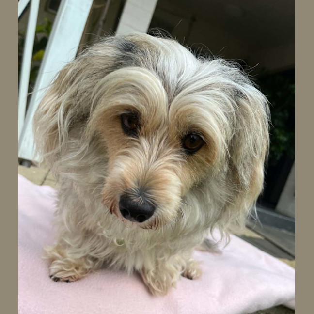 Photo of Indie 