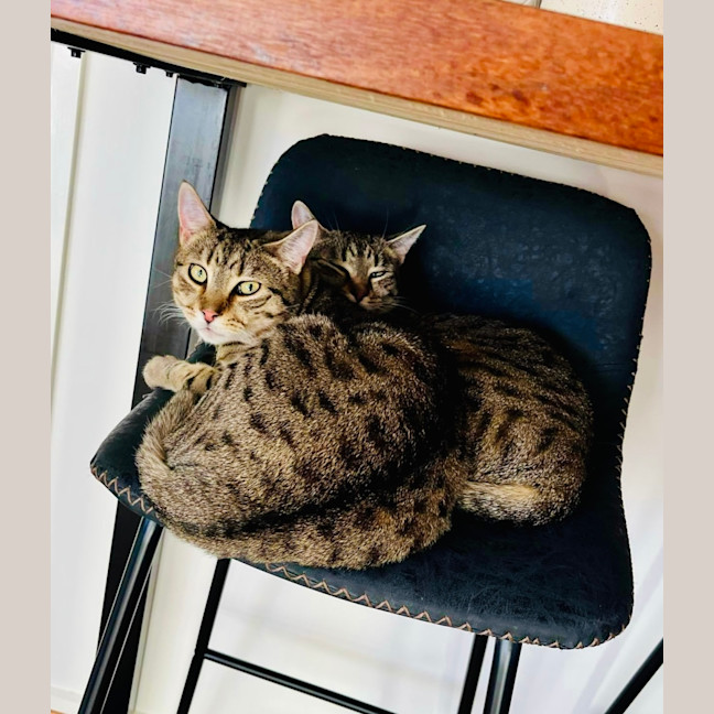 Photo of Ferris & Felix