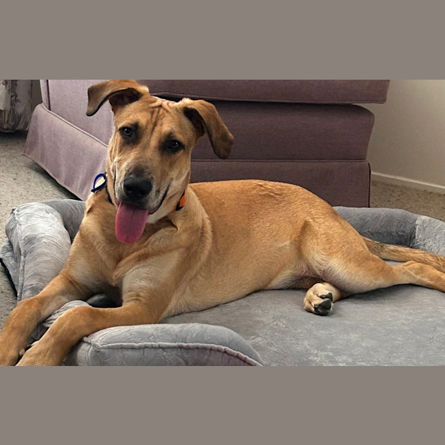 Photo of Maximus   9 Month Old German Shepherd X