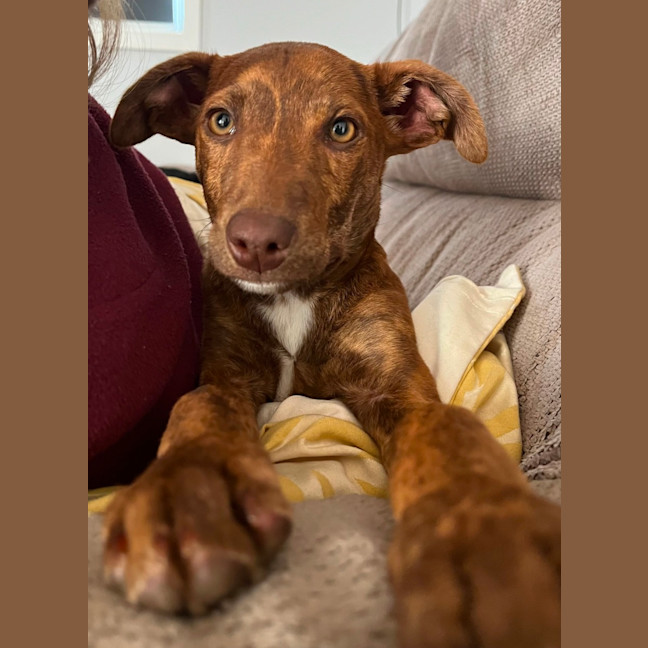 Photo of Rosie   4 Month Old Kelpie X Staffy (Trial 5/10)