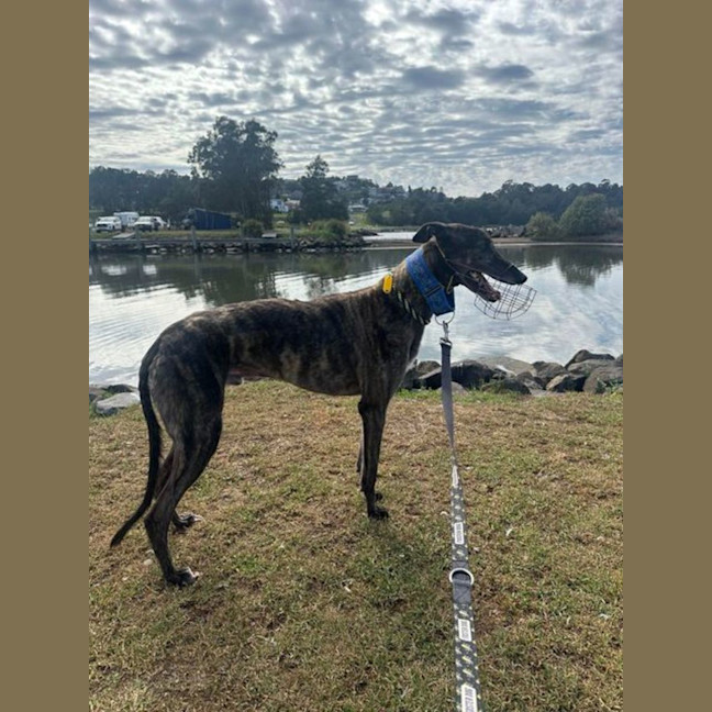 Photo of Dexter, The Brindle Greyhound