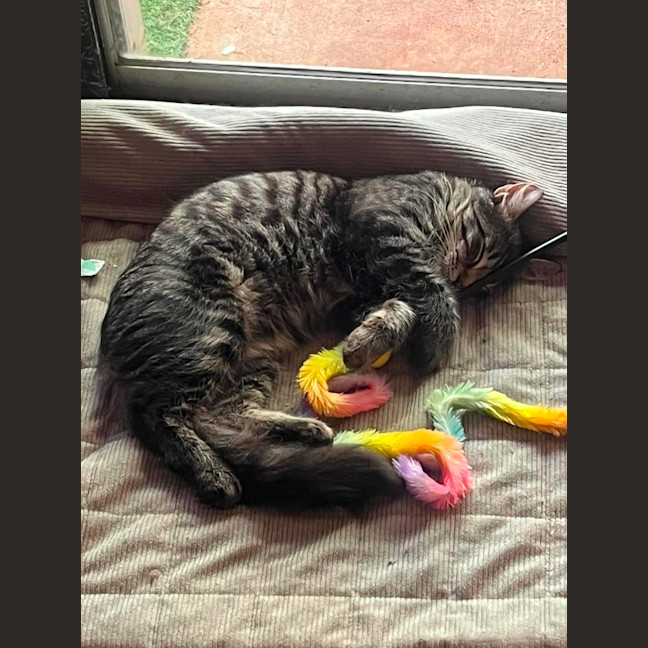 Photo of Tommy