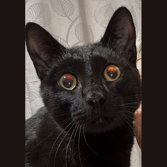 Photo of Juno