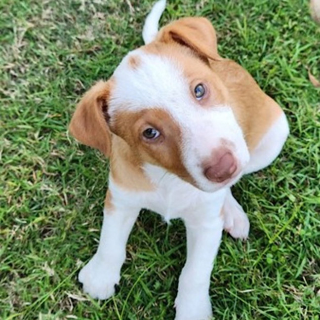 Photo of Drover 