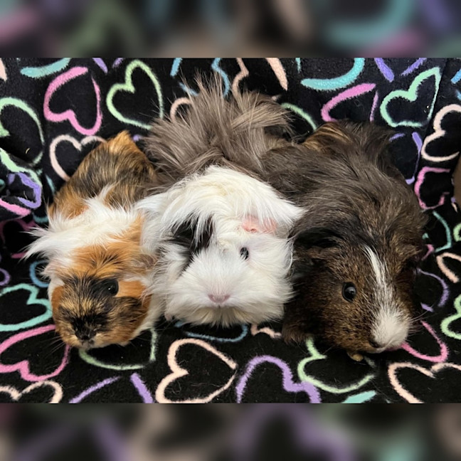 Photo of Milly, Mumble & Moxie