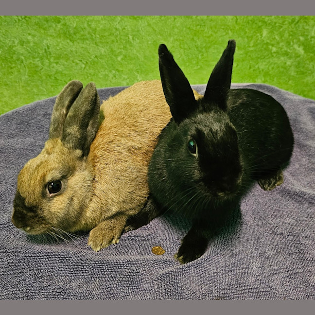 Photo of Ember (Bonded To Pepper)