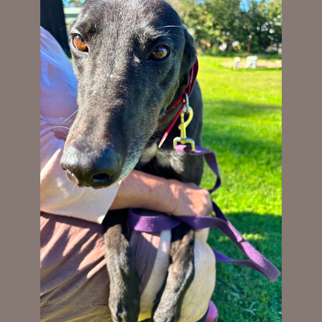 Photo of Lady